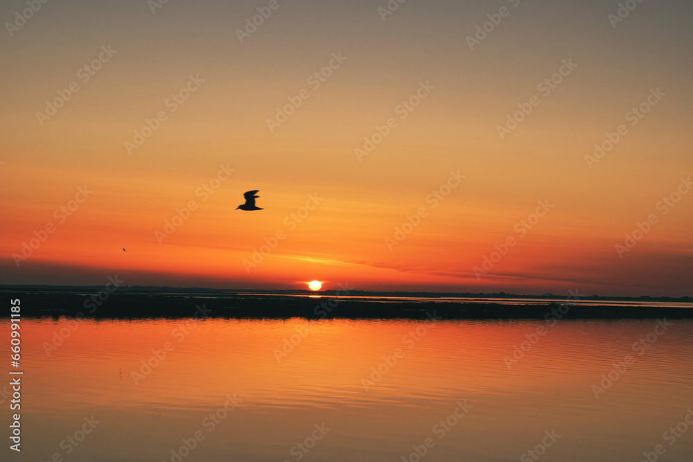 Flying seagull in Apulia in the sunset Flying seagull in Apulia in the sunset