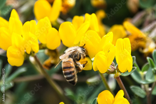 Flying bee on flower
