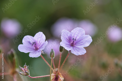reindeer beak flower macro