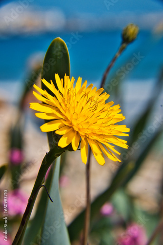 Goose thistle macro shot