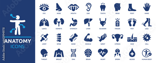 Anatomy icon set. Containing eye, nose, mouth, ear, brain, head, hand, stomach, heart, kidneys, liver, lungs and more. Human body part and organs vector icons collection. photo