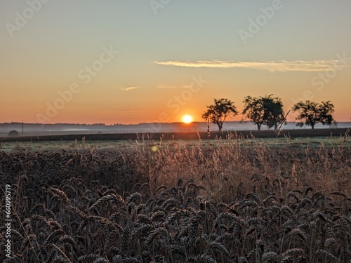 Sunrise over a field