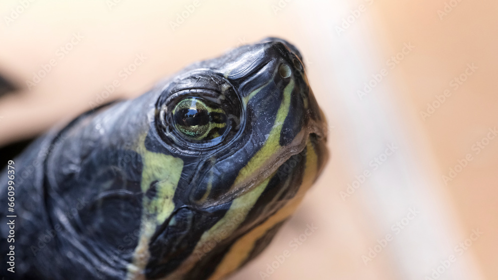 Tortuga semiacuática vista macro de la cabeza Stock Photo | Adobe Stock