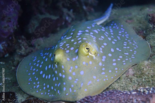 Arraia-uge-manchas-azuis (Taeniura lymma) photo