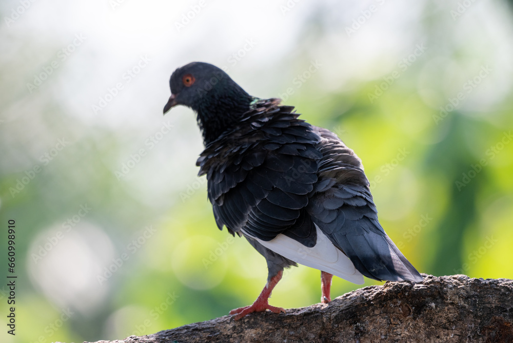 Obraz premium The pied imperial pigeon, Ducula bicolor is a relatively large, pied species of pigeon