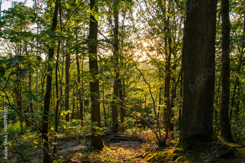 green forest in the evening