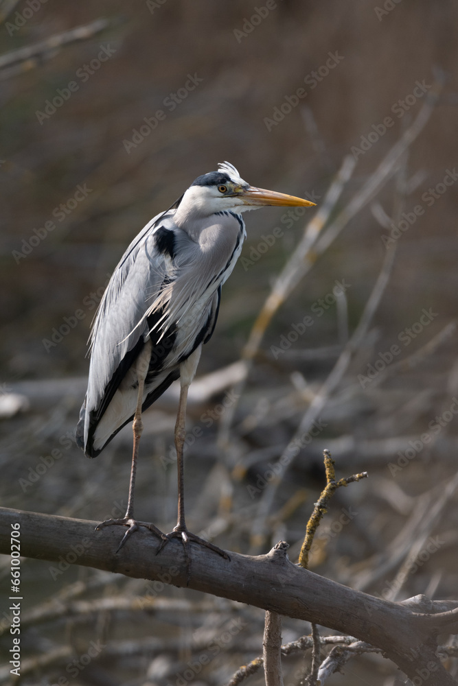 Ardea cinerea-Grey heron-Héron cendré-IUCN=LC-B020_016_004 Ardea cinerea-Grey heron-Héron cendré-IUCN=LC-B020_016_004