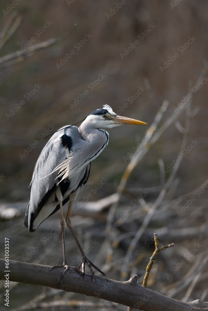 Ardea cinerea-Grey heron-Héron cendré-IUCN=LC-B020_016_004 Ardea cinerea-Grey heron-Héron cendré-IUCN=LC-B020_016_004