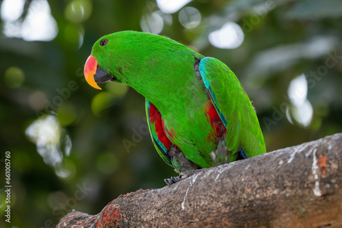 Eclectus roratus, The eclectus parrot, is a parrot native to the the Moluccas Islands, Indonesia and have extreme sexual dimorphism of the colours of the plumage; the male having a bright green