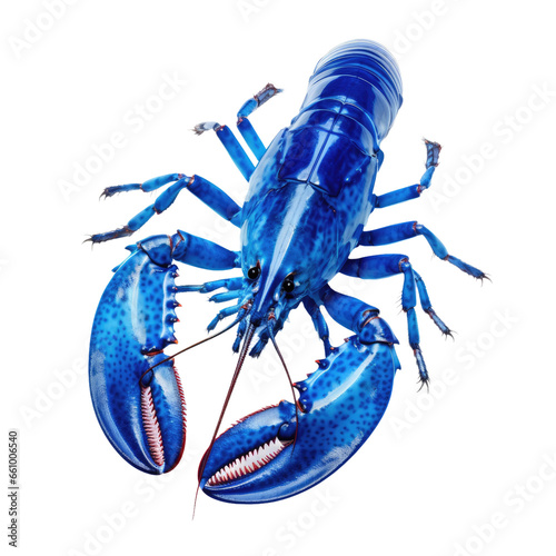 Blue yards lobster on transparent background