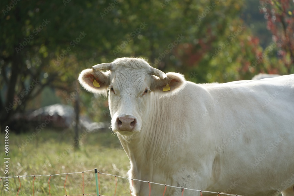 A Charolais cattle stands at the pasture fence and waits for the visitor