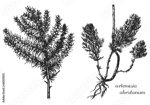 artemisia abrotanum, sagebrush, monochrome flower, medicinal plant,  black and white design, poplar leaf, poplar branch, black and white poplar design, tatoo flower, monochrome sagebrush