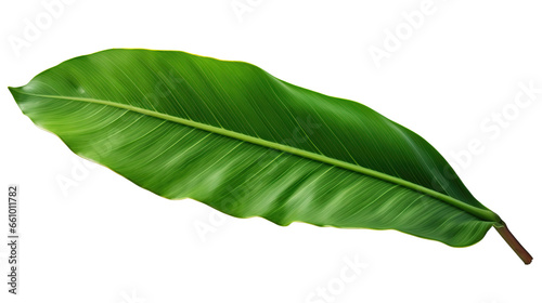 Banana leaf isolated on transparent background