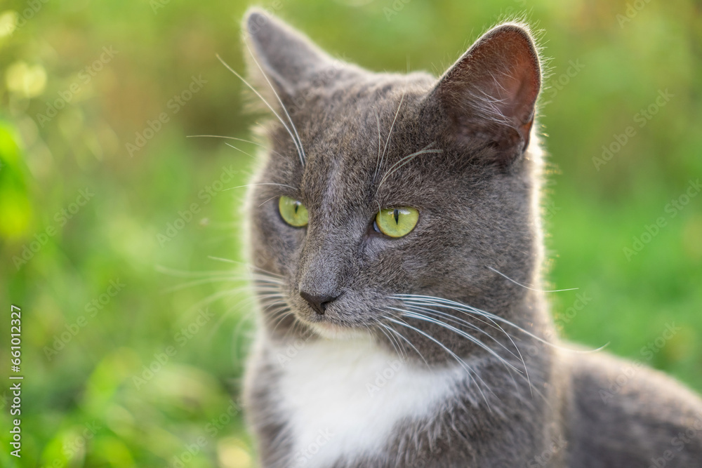 Cat Portrait. Muzzle Close-Up. Graceful Gray Cat walking on green grass meadow. Funny cat outdoors. Beautiful grey feline sitting outside. Fluffy Kitten. Backyard autumn day. Animal in the nature Cat Portrait. Muzzle Close-Up. Graceful Gray Cat walking on green grass meadow. Funny cat outdoors. Beautiful grey feline sitting outside. Fluffy Kitten. Backyard autumn day. Animal in the nature