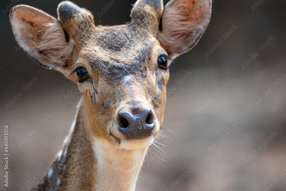 The chital, Axis axis, also known as spotted deer, chital deer, and axis deer, is a species of deer that is native to the Indian subcontinent include Indonesia