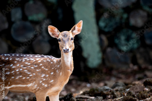Fotografija The chital, Axis axis, also known as spotted deer, chital deer, and axis deer, i