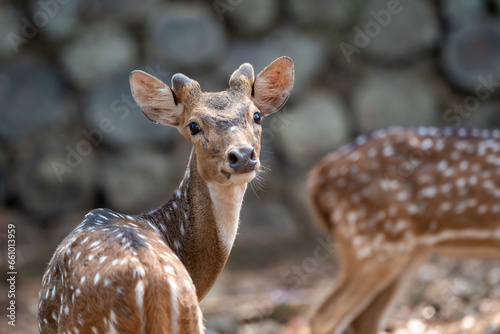 Fotografija The chital, Axis axis, also known as spotted deer, chital deer, and axis deer, i