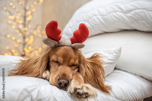 Photography The beagle dogs head is in a stack of blankets and pillows with Christmas pictures