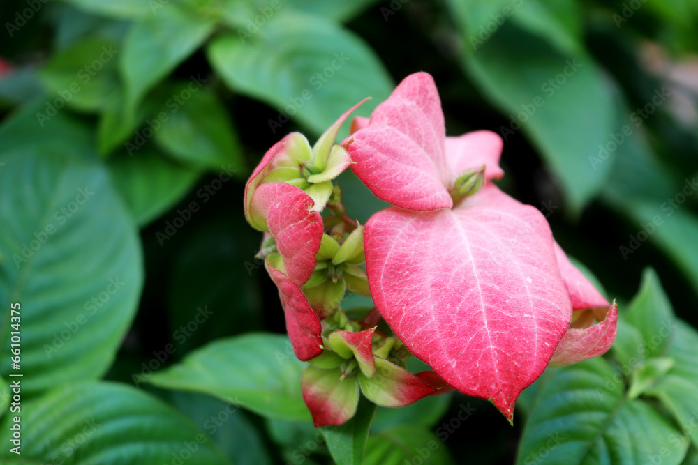 Photo pink philippine mussaenda dona blossom sirikit queen
Photo pink philippine mussaenda dona blossom sirikit queen