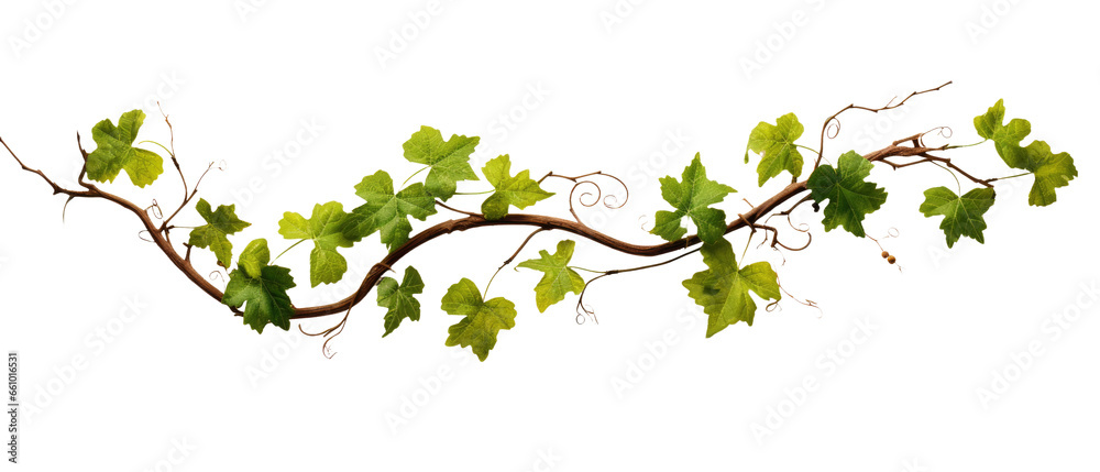 Grape leaves and vine branch on transparent background Grape leaves and vine branch on transparent background