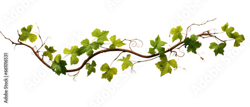 Grape leaves and vine branch on transparent background