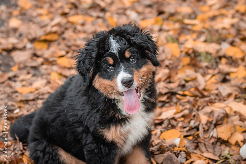 Portrait of a Bernese Mountain Dog puppy against the backdrop of an autumn park.