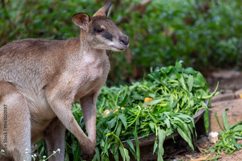 Naklejka premium The agile wallaby, Notamacropus agilis, also known as the sandy wallaby
