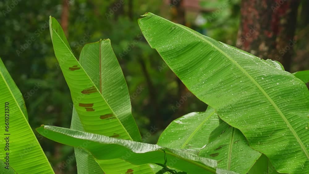 Lush green banana leafs during summer monsoon rainfall Lush green banana leafs during summer monsoon rainfall