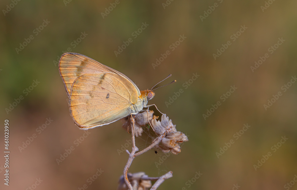 Obraz premium large salmon colored butterfly, Large Salmon Arab, Colotis fausta