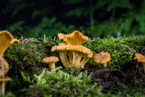 mushroom Cantharellus cibarius in the moss in the forest