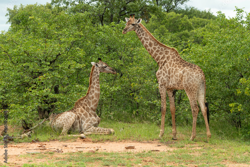 Obraz premium Girafe du Cap, Girafe d'Afrique du Sud, Giraffa camelopardalis giraffa, giraffa giraffa giraffa, Parc national Kruger, Afrique du Sud