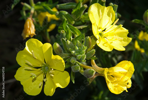 Oenothera parviflora , Onagre à petites fleurs photo