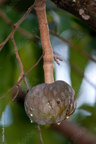 cachiman, corossolier réticulé, Annona reticulata, Madagascar photo