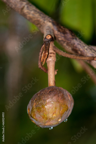 cachiman, corossolier réticulé, Annona reticulata, Madagascar photo