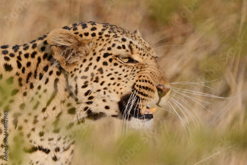 Snarling Leopard
