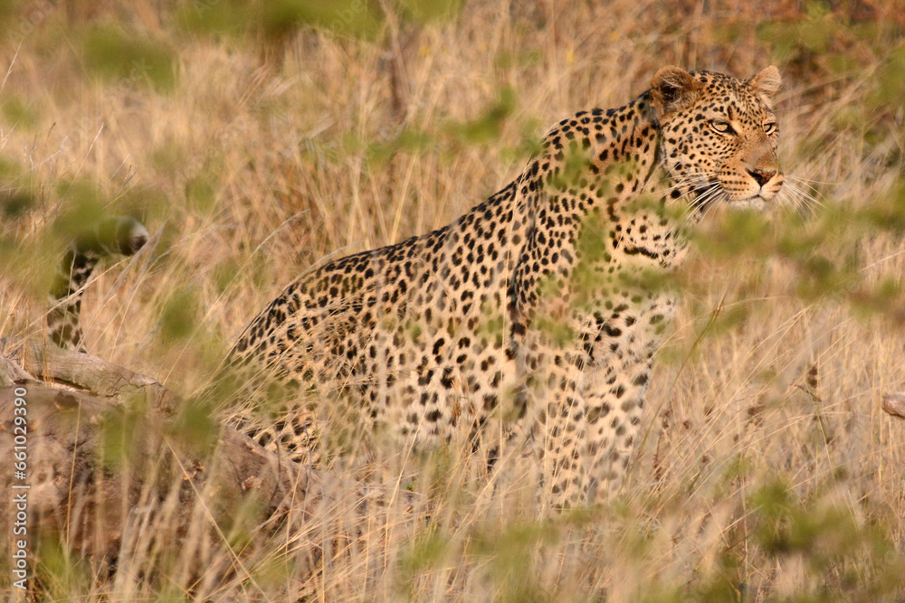 Naklejka premium female leopard hunting 