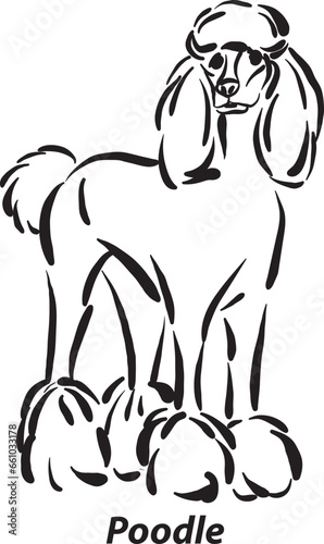 black and white dogs Poodle breed design line art most popular brush stroke freehand draw vector illustration