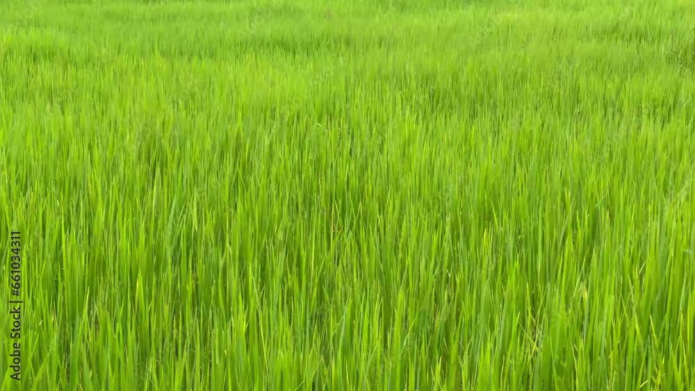 Summer landscape, Green field, Fertile rice fields Summer landscape, Green field, Fertile rice fields