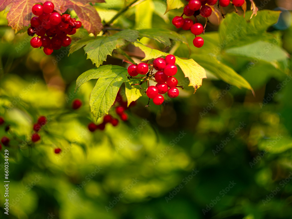 Fototapeta premium Viburnum opulus Guelder rose plant. Healthy red fruits growing in Carpathian Mountains forest, Ukraine, Europe. Immune system boosting Treatment against as cough, colds, tuberculosis, rheumatic aches.