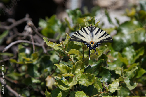 scarce swallowtail (Iphiclides podalirius) butterfly