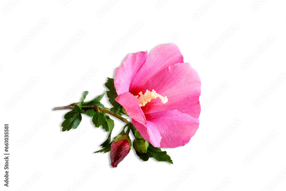 beautiful pink hibiscus also known in india as jasud flower,Chinese