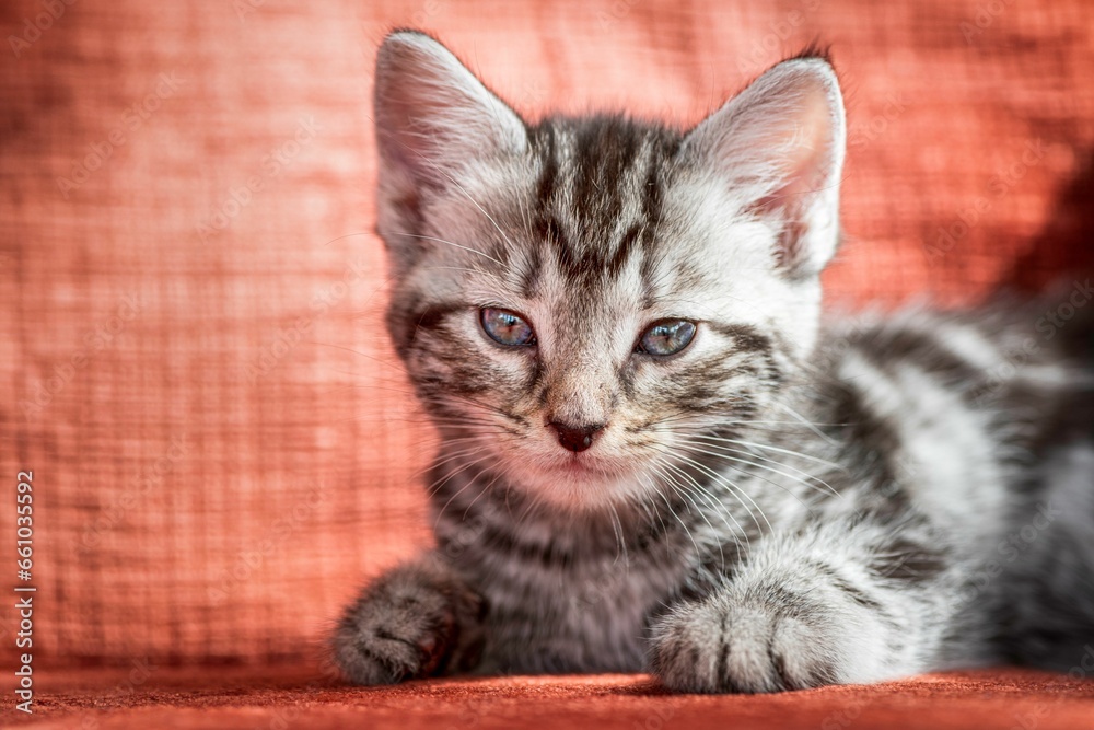 small gray kitten with blue eyes sitting on a brown cloth