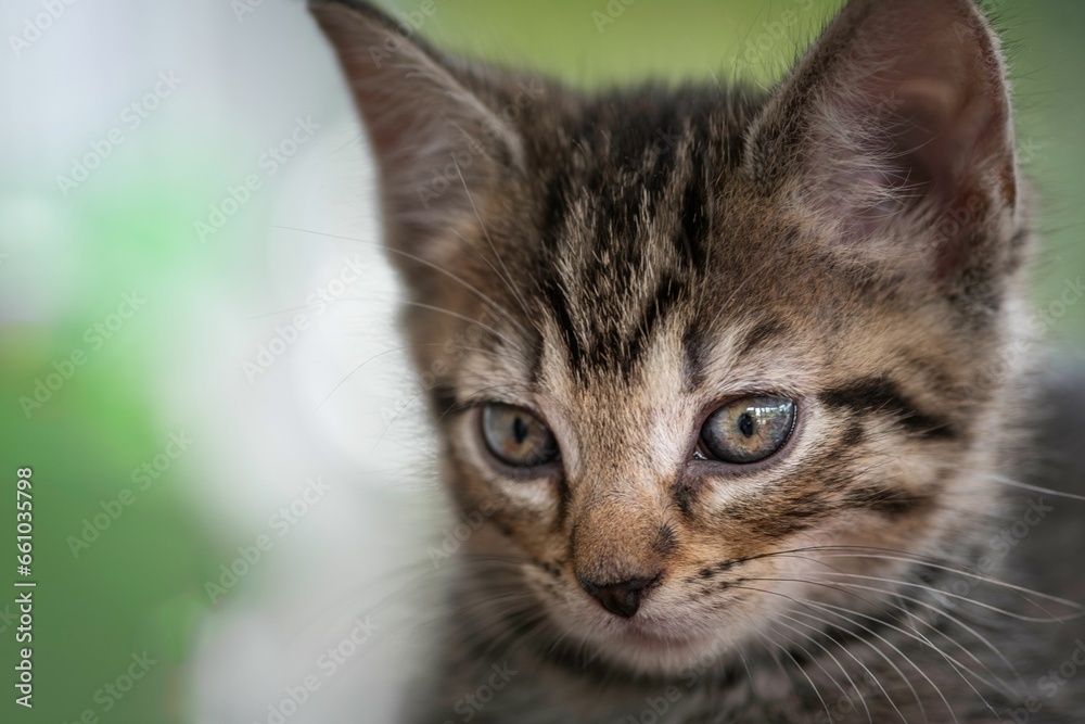 Adorable small kitten with big bright eyes