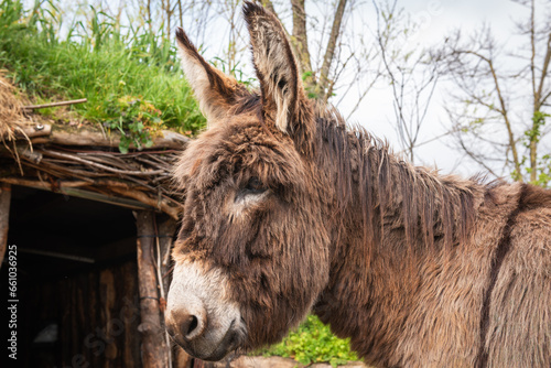 Head of a brown domestic donkey in profile