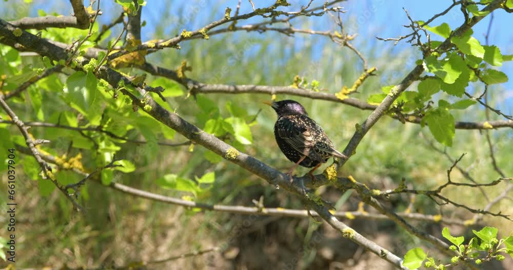 European common starling in a tree canopy, spring time shot European common starling in a tree canopy, spring time shot