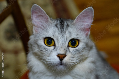 Very amazing looking cat with beautiful eyes