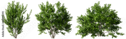 Woods greenery trees shapes set cutout transparent backgrounds 3d rendering png