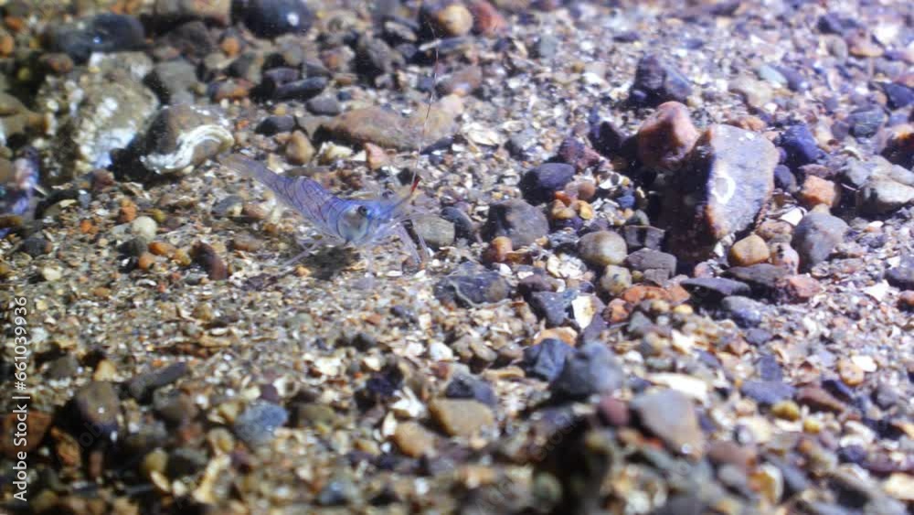 A Common Prawn walks over the seabed, Oban, UK A Common Prawn walks over the seabed, Oban, UK