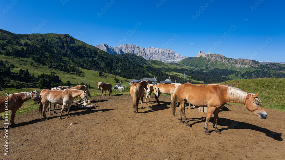 Obraz premium cavalli al pascolo - alpe di Siusi