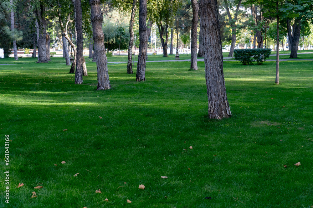 Obraz premium a beautiful green grass with a cleaned area in Central Asia